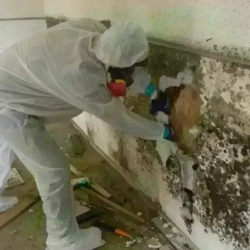 Mold Remediation and Removal in Pampa, TX